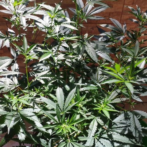 Banana OG growlog timeline photo