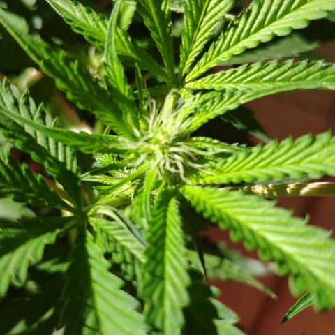 Banana OG growlog timeline photo
