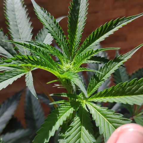 Banana OG growlog timeline photo