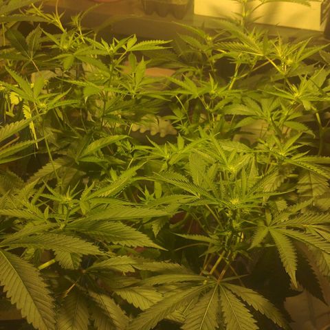 Banana OG growlog timeline photo