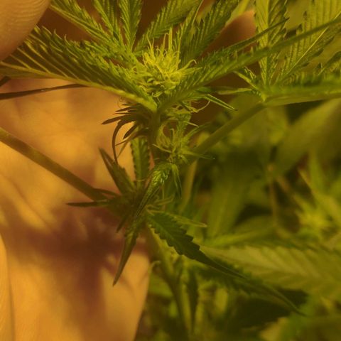 Banana OG growlog timeline photo
