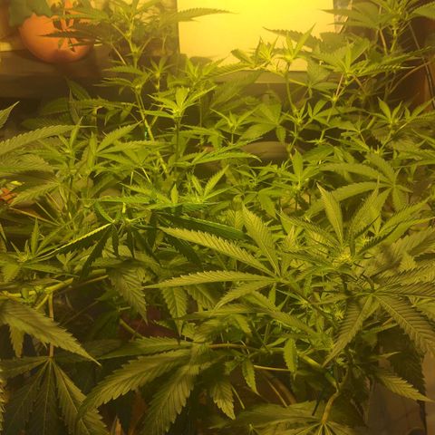 Banana OG growlog timeline photo