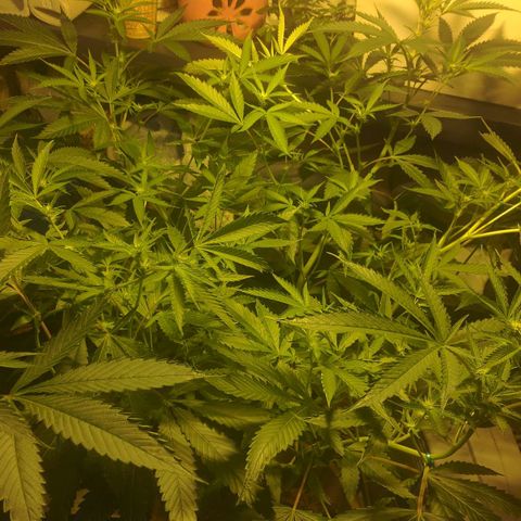 Banana OG growlog timeline photo