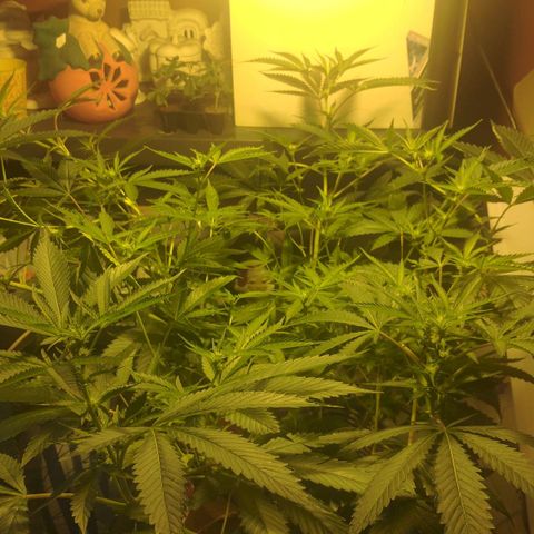 Banana OG growlog timeline photo