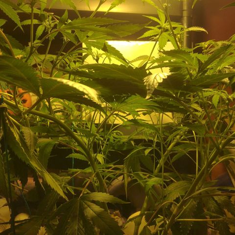Banana OG growlog timeline photo