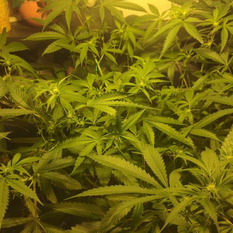 Banana OG growlog timeline photo