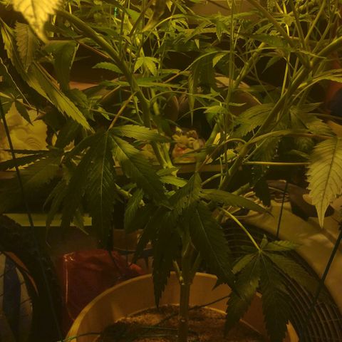 Banana OG growlog timeline photo
