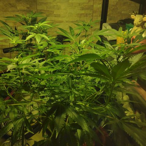 Banana OG growlog timeline photo