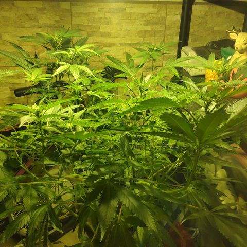 Banana OG growlog timeline photo