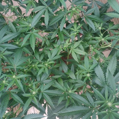 Banana OG growlog timeline photo