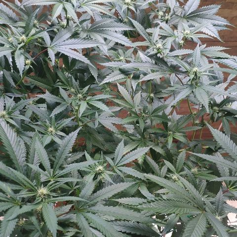 Banana OG growlog timeline photo