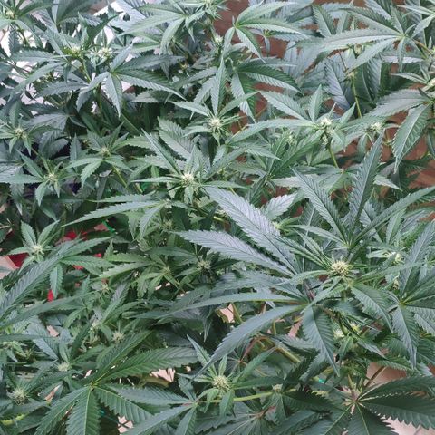Banana OG growlog timeline photo