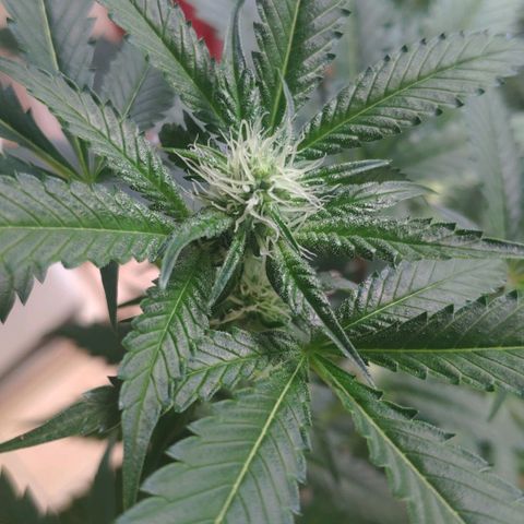 Banana OG growlog timeline photo