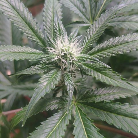 Banana OG growlog timeline photo