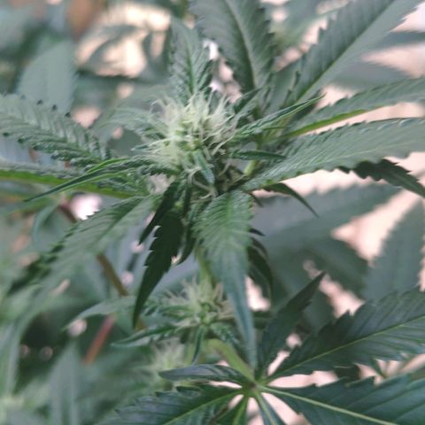 Banana OG growlog timeline photo