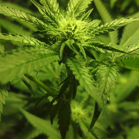 Banana OG growlog timeline photo