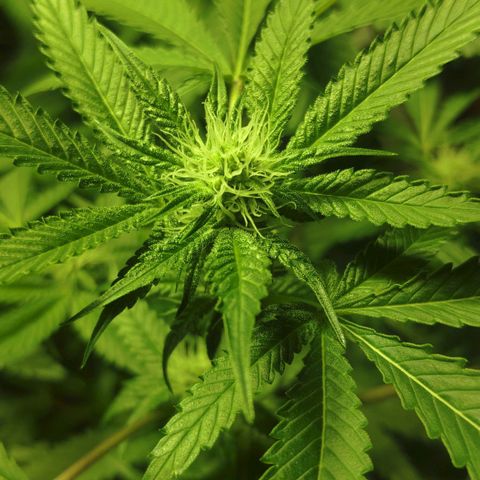 Banana OG growlog timeline photo