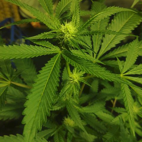 Banana OG growlog timeline photo