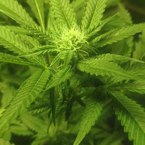 Banana OG growlog timeline photo