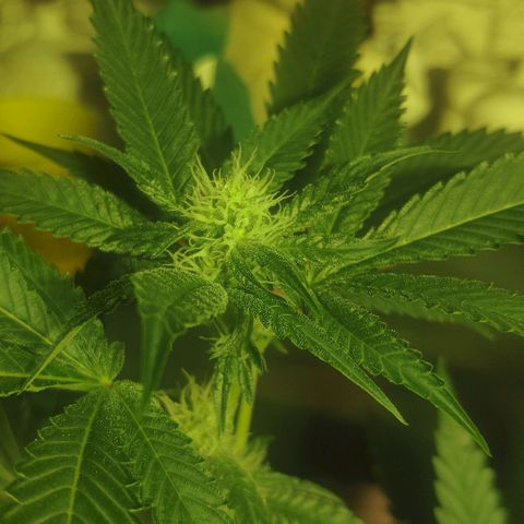 Banana OG growlog timeline photo
