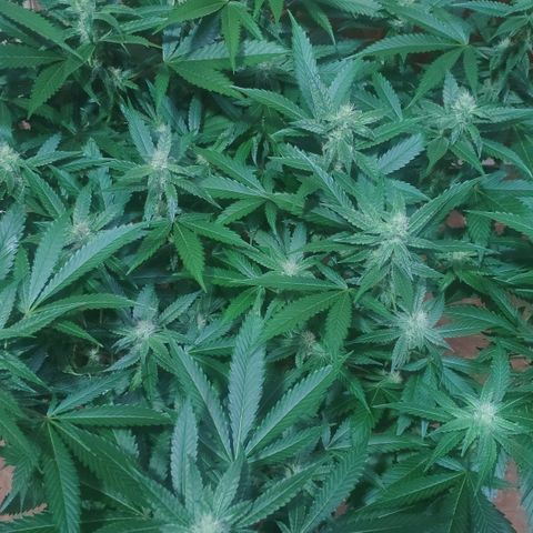 Banana OG growlog timeline photo