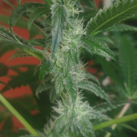 Banana OG growlog timeline photo