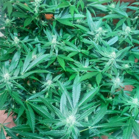 Banana OG growlog timeline photo