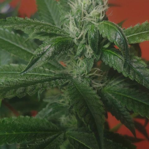 Banana OG growlog timeline photo