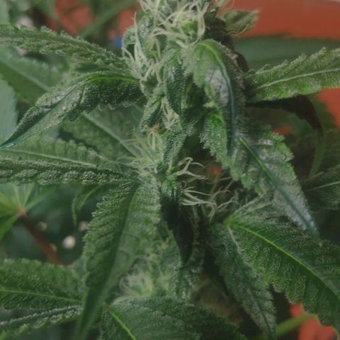 Banana OG growlog timeline photo