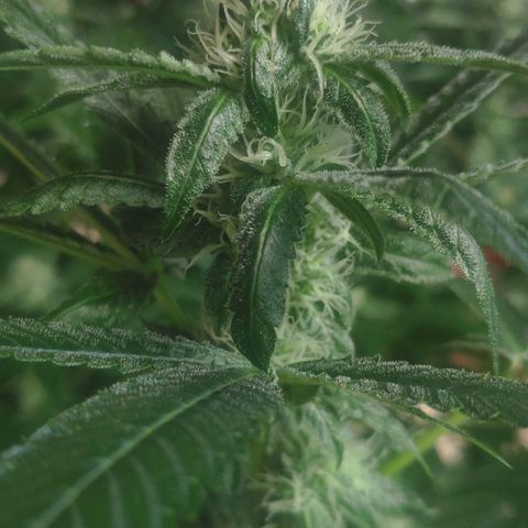 Banana OG growlog timeline photo