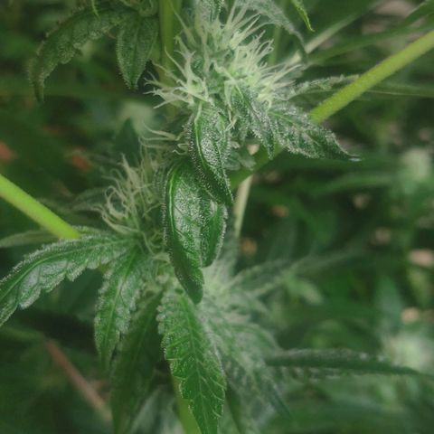 Banana OG growlog timeline photo