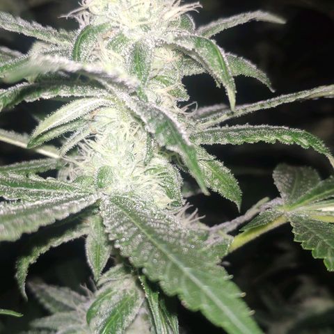 Banana OG growlog timeline photo