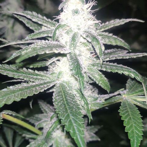 Banana OG growlog timeline photo
