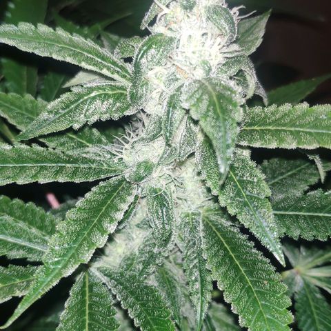 Banana OG growlog timeline photo