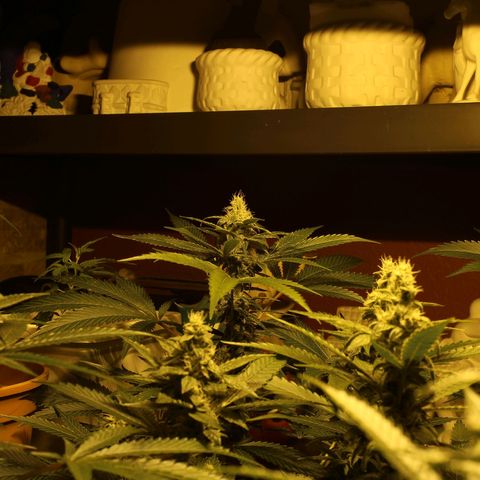Banana OG growlog timeline photo