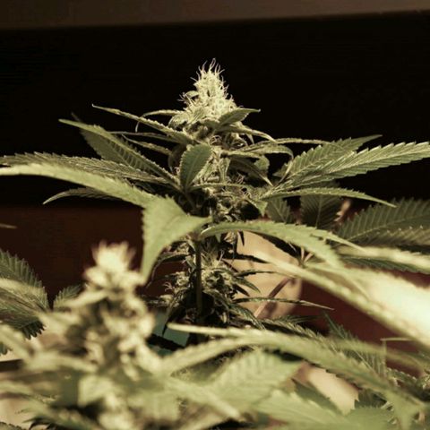 Banana OG growlog timeline photo