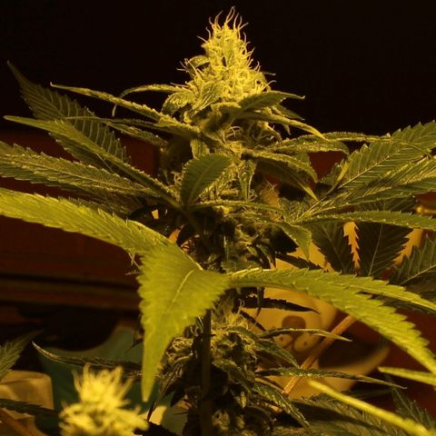 Banana OG growlog timeline photo
