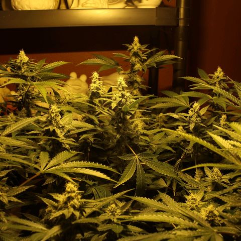 Banana OG growlog timeline photo