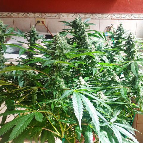 Banana OG growlog timeline photo