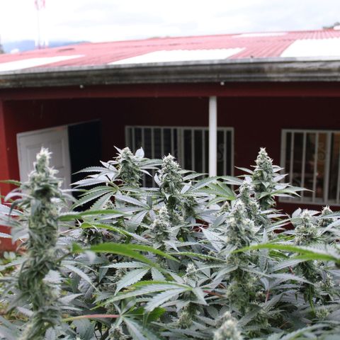 Banana OG growlog timeline photo