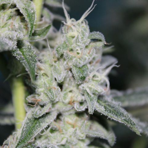 Banana OG growlog timeline photo