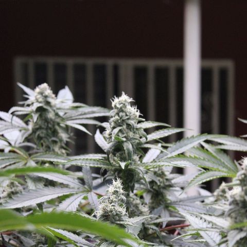 Banana OG growlog timeline photo