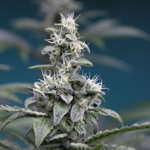 Banana OG growlog timeline photo