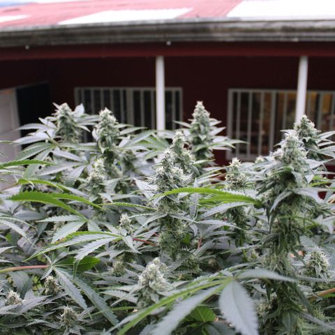 Banana OG growlog timeline photo