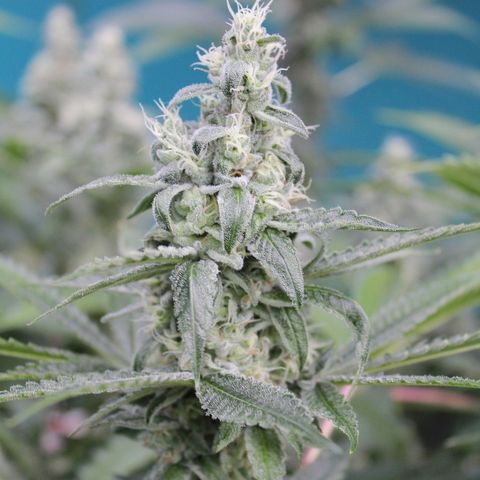 Banana OG growlog timeline photo