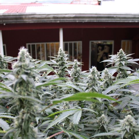 Banana OG growlog timeline photo