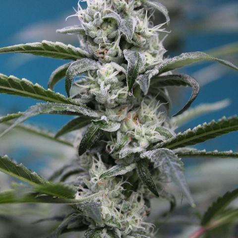 Banana OG growlog timeline photo