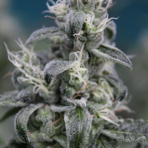 Banana OG growlog timeline photo