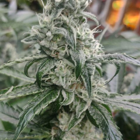 Banana OG growlog timeline photo