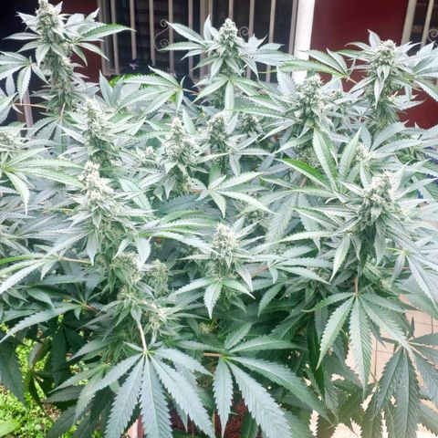 Banana OG growlog timeline photo